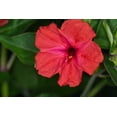 thumbnail image 3 of 25 RED FOUR O'CLOCK Marvel of Peru Mirabilis Jalapa Flower Seeds, 3 of 6