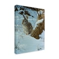 thumbnail image 2 of Trademark Fine Art 'Snow Cover Cottontail' Canvas Art by Wilhelm Goebel, 2 of 3