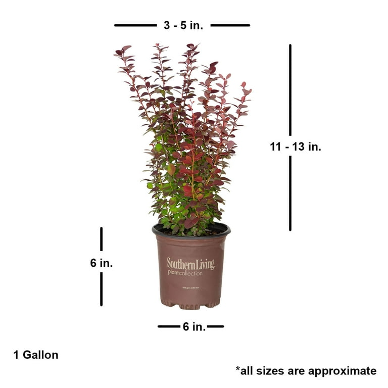 Orange Rocket Barberry - Live Shrub with Colorful Foliage - 2.5 Qt Orange Rocket Barberry - Live Shrub with Colorful Foliage - 2.5 Qt