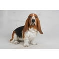 thumbnail image 5 of Hi Line Gift Ltd Dog Basset Hound Large Statue, 5 of 5