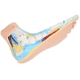 thumbnail image 2 of Garosa Human Foot Model Adults Lifesize Teaching Research Muscle Display Explain Accessories, 2 of 8