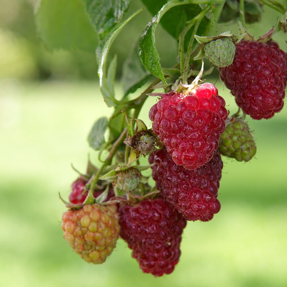 Meeker Red Raspberry Plant Very Hardy 2.5" Pot Meeker Red Raspberry Plant Very Hardy 2.5" Pot