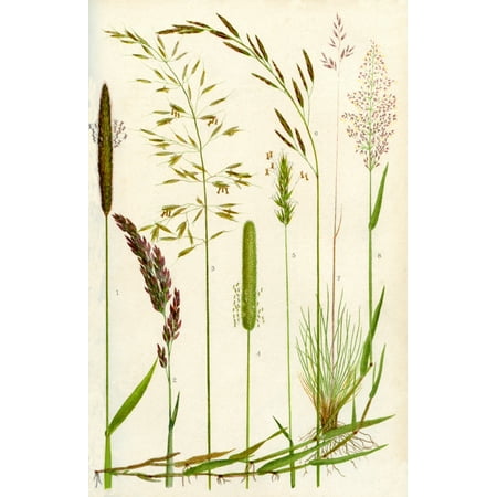 Wild grasses  1Meadow Foxtail 2Yorkshire Fog 3Yellow Oat Grass 4Timothy grass 5Sweet Vernal grass 6Meadow Fescue 7Sheeps Fescue 8Common Bent grass Poster Print by Hilary Jane Morgan  Design