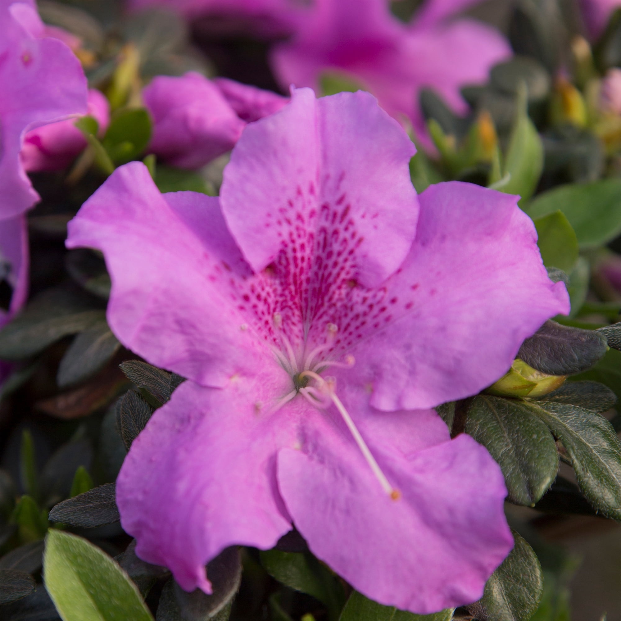 Encore Azalea Autumn Lilac with Purple Blooms Live Shrub