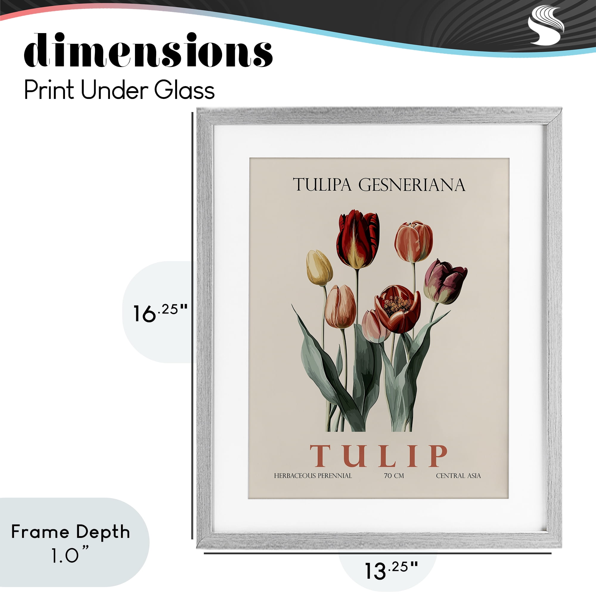 Stupell Industries Natural Tulip Bundle Gray Framed Print Under Glass, design by Christopher Giampietro