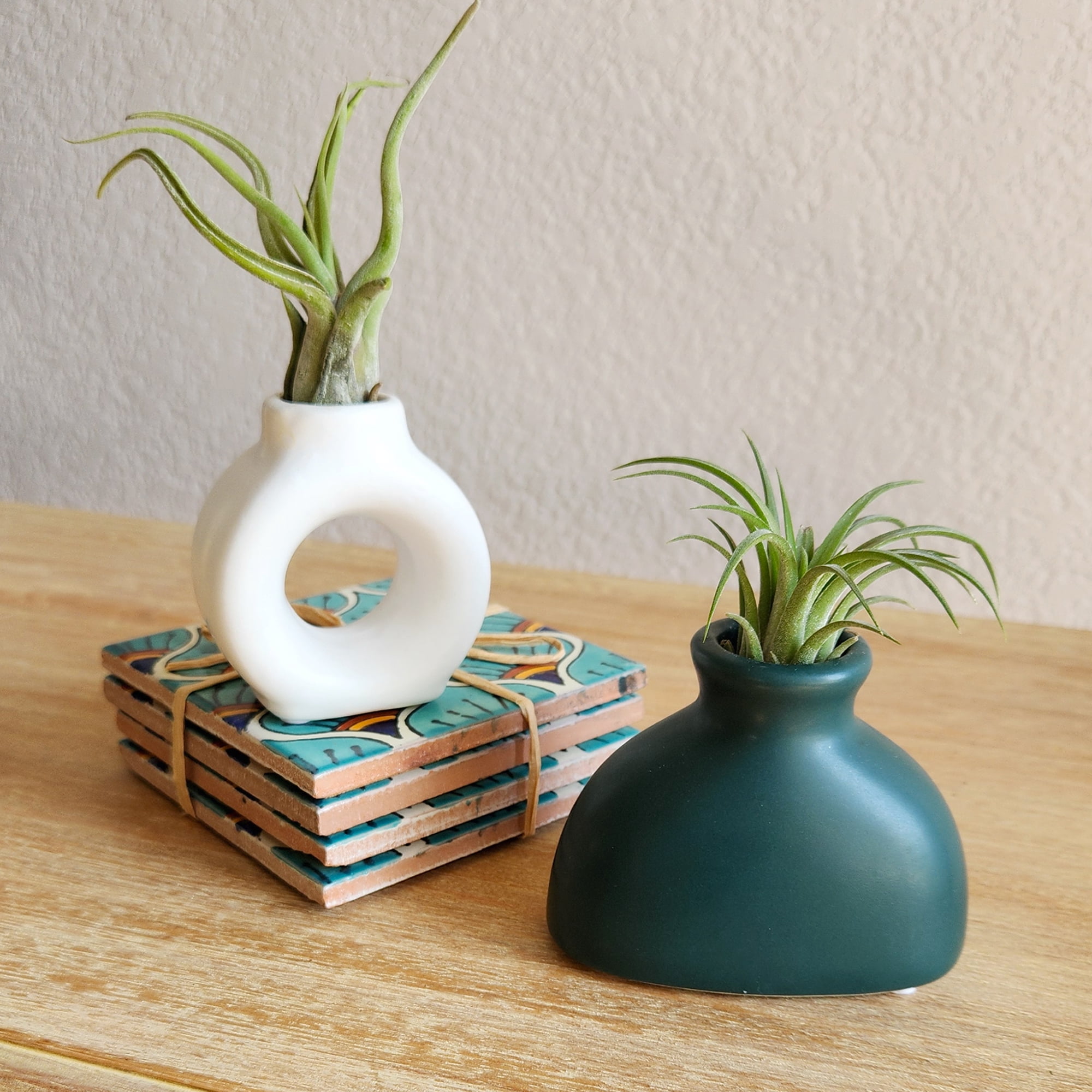 Altman Plants Air Plant Gift (2-pack) White & Green Pots, Easy Pet-Safe House Plant Décor