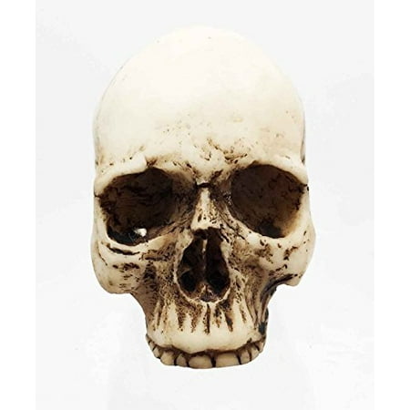 - SMALL HALF JAW HOMOSAPIENS SKULL STATUE SKELETON FIGURINE HALLOWEEN