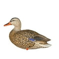 thumbnail image 6 of Avian-X AXP Mallards: Fusion Pack, 6 of 6