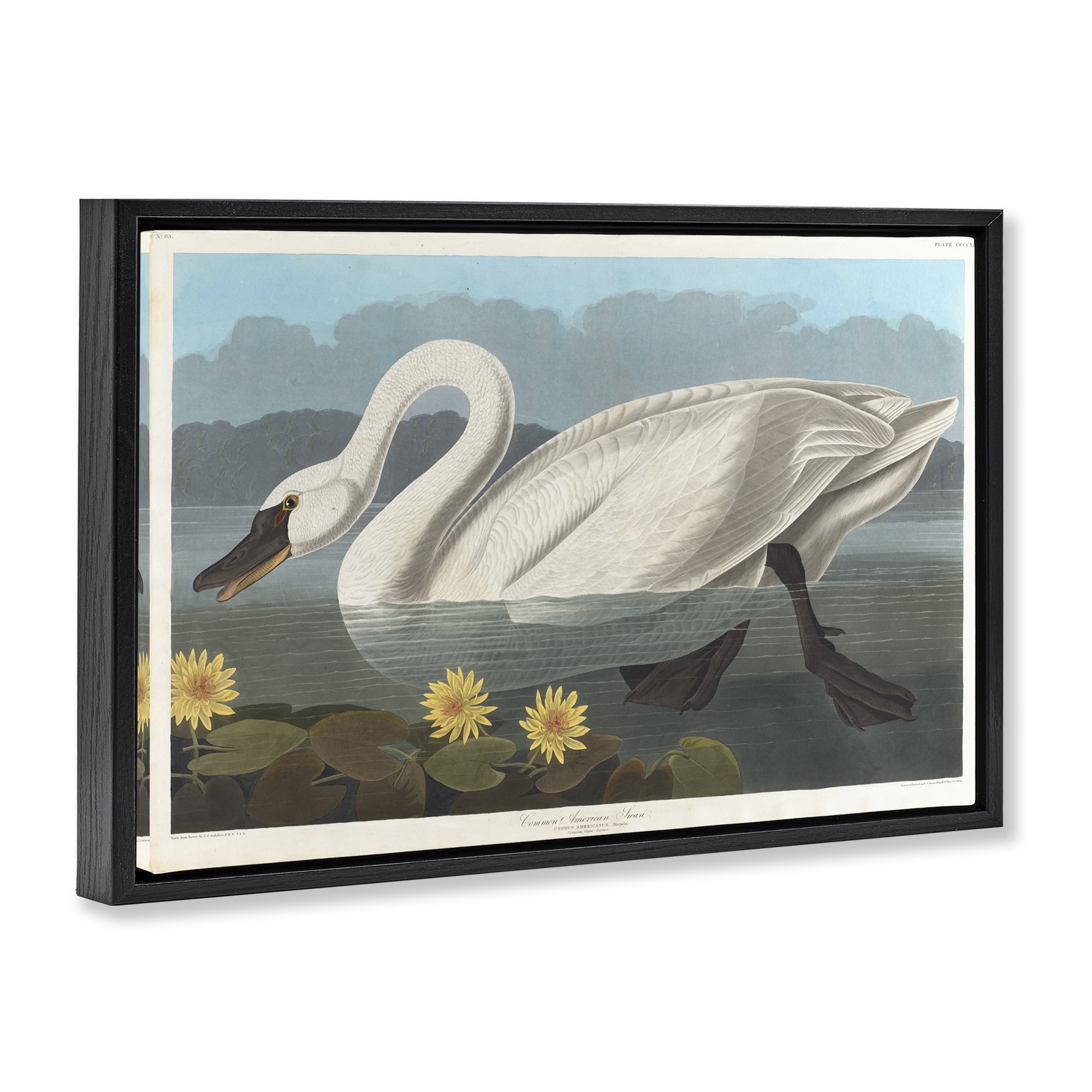 Stupell Industries Classic Common American Swan Animals Painting Black Floater Framed Canvas Art Print Wall Art, 31 x 21