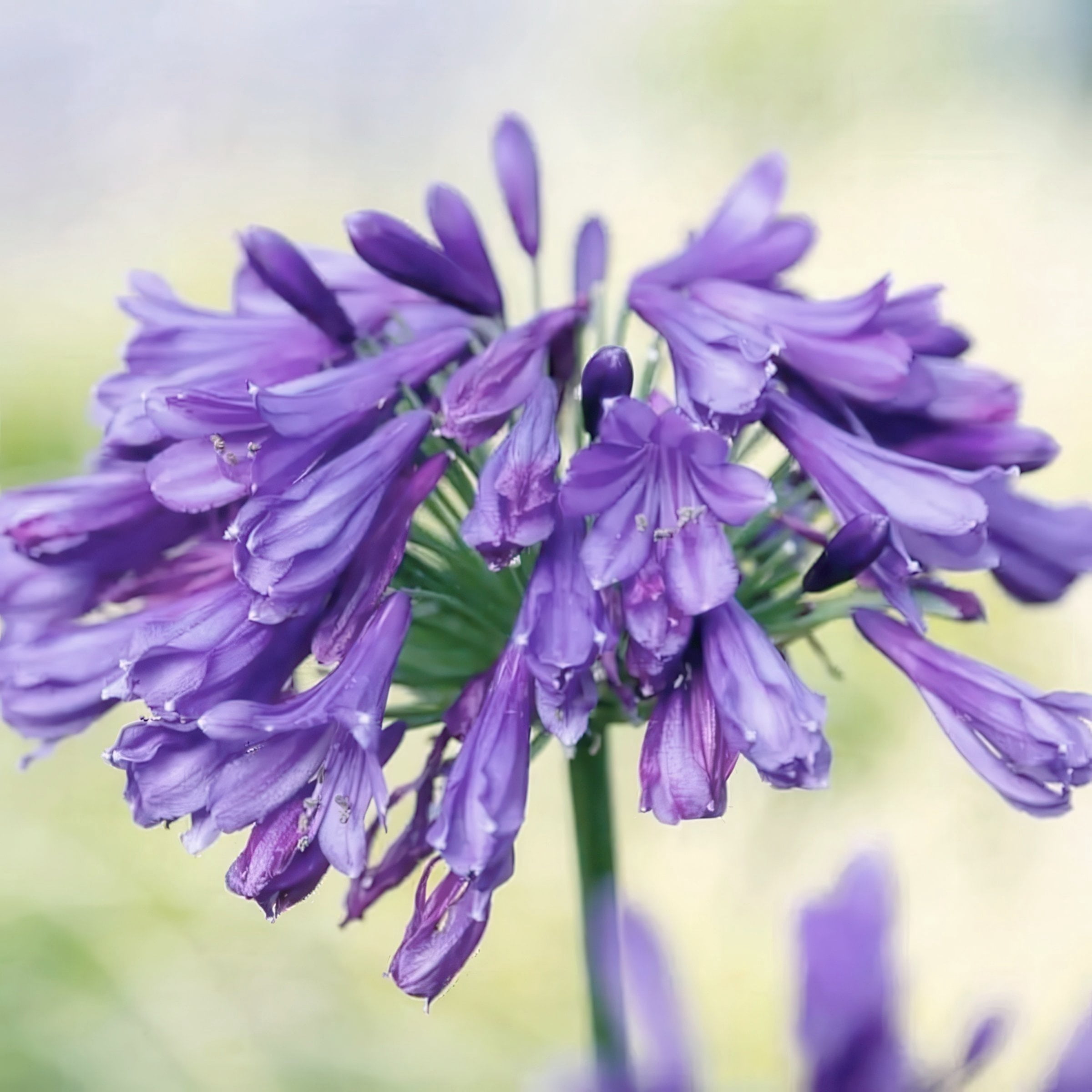 National Plant Network 1 gal. Agapanthus Ever Amethyst Live Perennial Plant