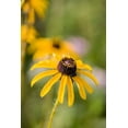 thumbnail image 2 of Richardson, Larry 17x24 Black Ornate Wood Framed with Double Matting Museum Art Print Titled - Black-eyed Susan blooms, 2 of 4