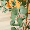 thumbnail image 5 of 5 ft Artificial Eucalyptus Plants in Pot with Realistic Leaves and Natural Wood Trunk, Faux Tree, 5 of 8