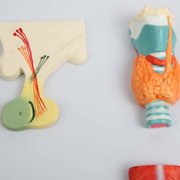 Axis Scientific Complete Endocrine Gland Set Anatomy Model - Human anatomy system miniature, scientific anatomy model, mini figure for Classrooms Studies, Education Study Anatomical