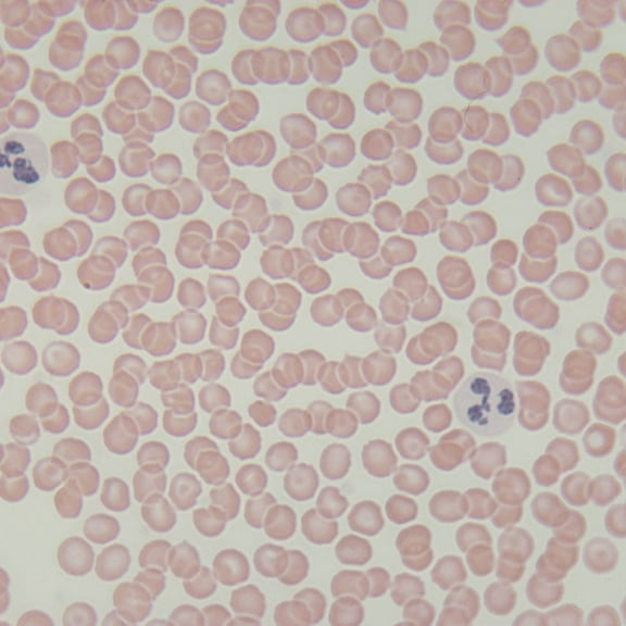 Forensics Body Fluid Prepared Microscope Slide Set