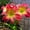 C, variant on Daylily，Surprise to Grow Pots to Grow  Fall or Spring Indoor or Outdoor(Daylily for Planting)，Daylily Bulbs For Sale