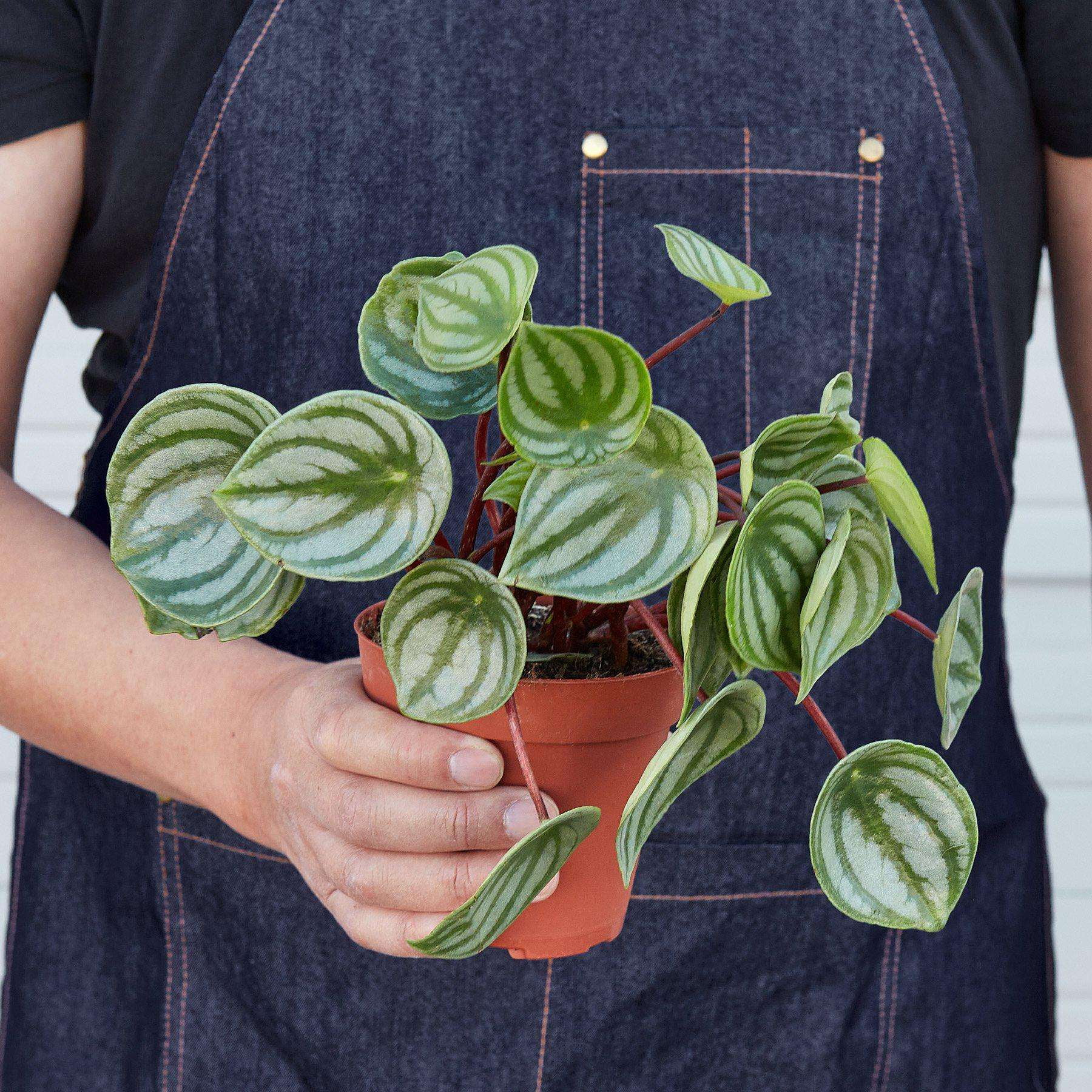 Peperomia Watermelon Live Plant for Indoor | Different Houseplants in 4'' & 6'' Pot | Real House Plant for Living Room, Office, Desk & Bathroom | Begonia | Peperomia argyreia