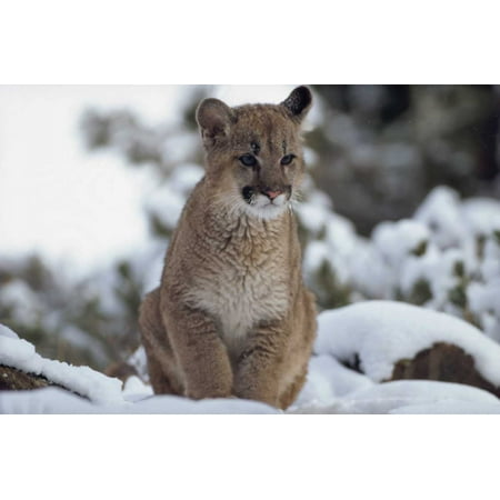 Mountain Lion juvenile in snow North America Poster Print by Tim