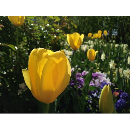 LAMINATED POSTER Flora Bloom Fragrant Yellow Tulips Flowers Garden Poster Print 24 x