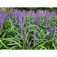 thumbnail image 5 of Classy Groundcovers, Lily Turf 'Ingwersen', Classic Blue Lilyturf, Border Grass, Monkey Grass (54 Pots, 2 1/2 inch square), 5 of 10