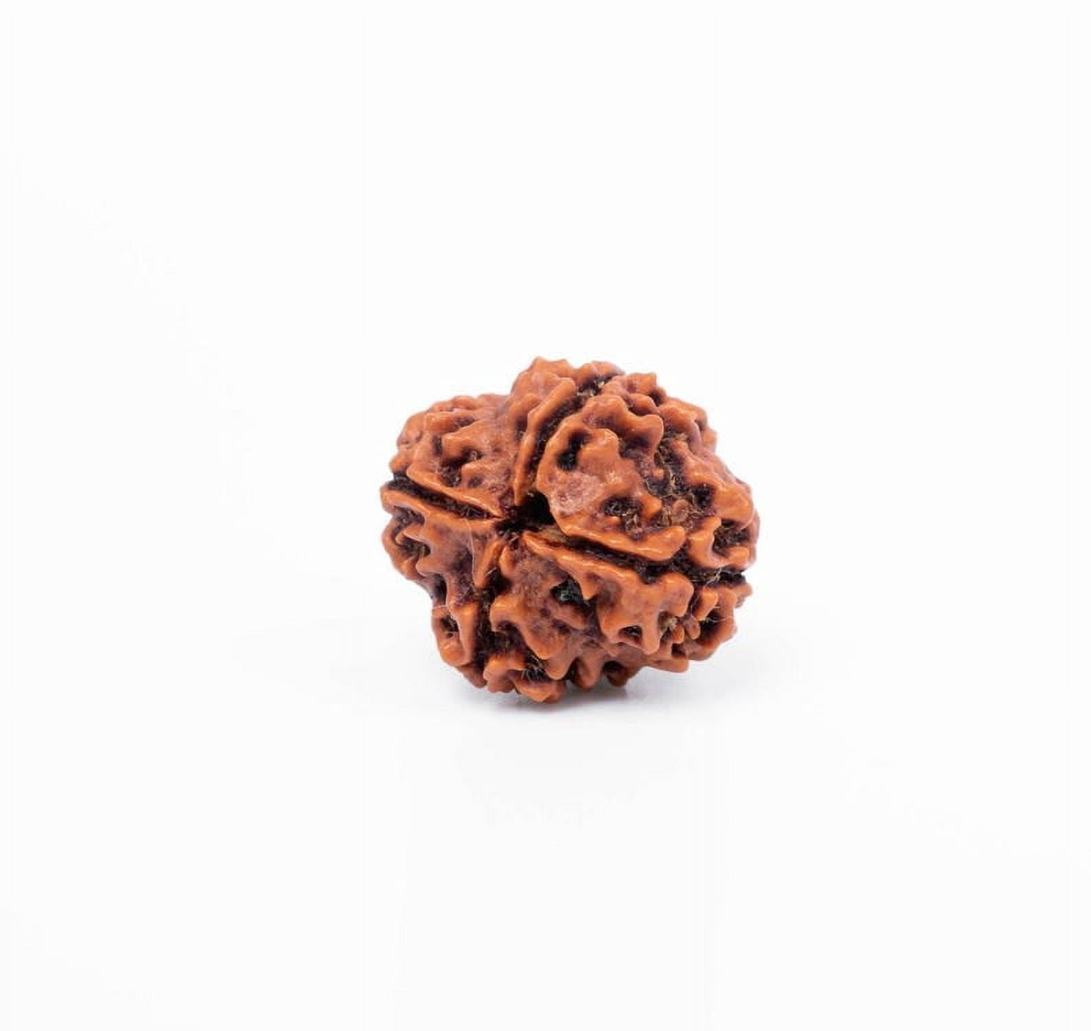 Navratan Gems Certified Authentic 4 Mukhi Nepali Rudraksha|Genuine Four-Faced Rudraksha Bead for Men & Women