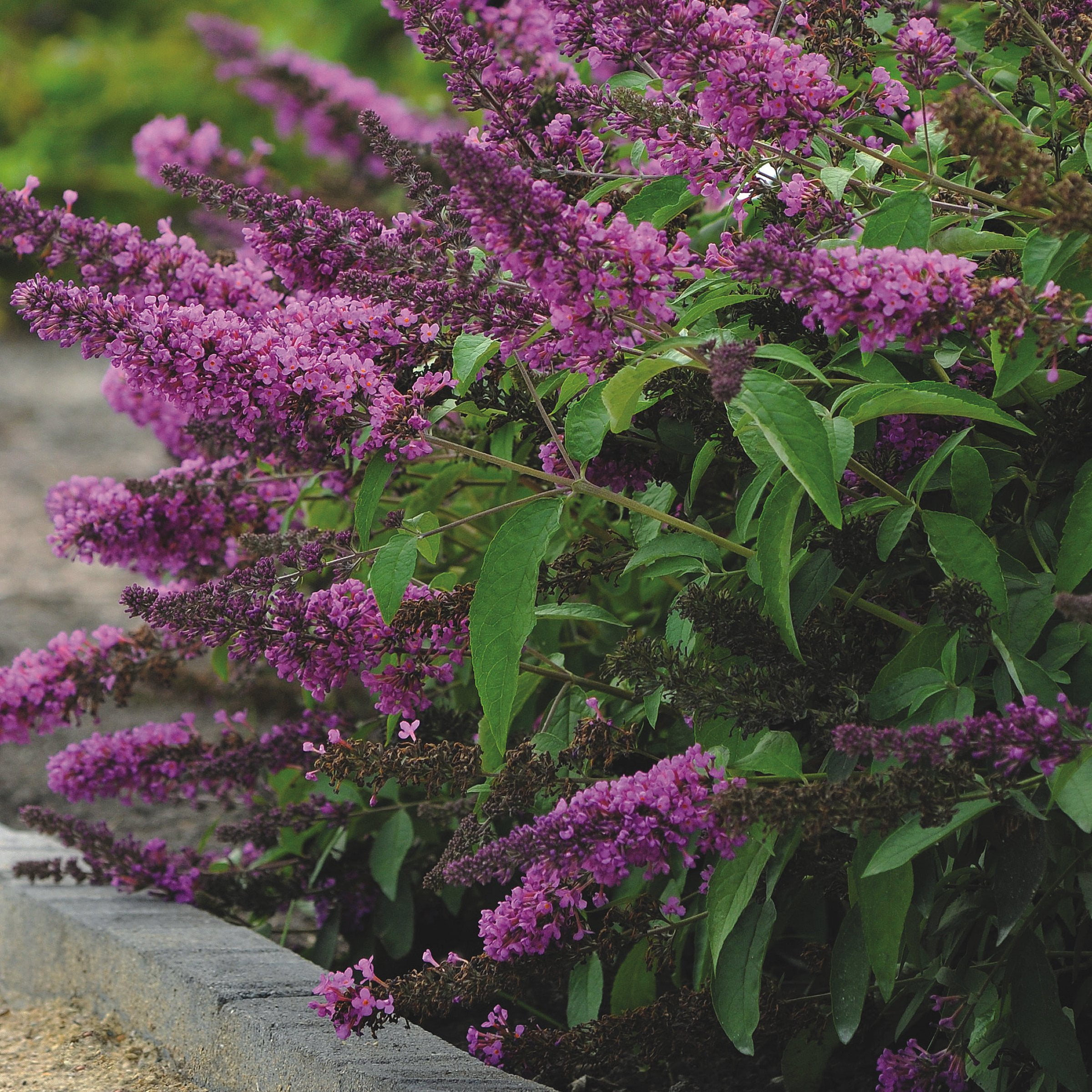 4 in. Buddleia Tutti Fruiti Live Shrub with Multicolor Flowers (3-Pack)