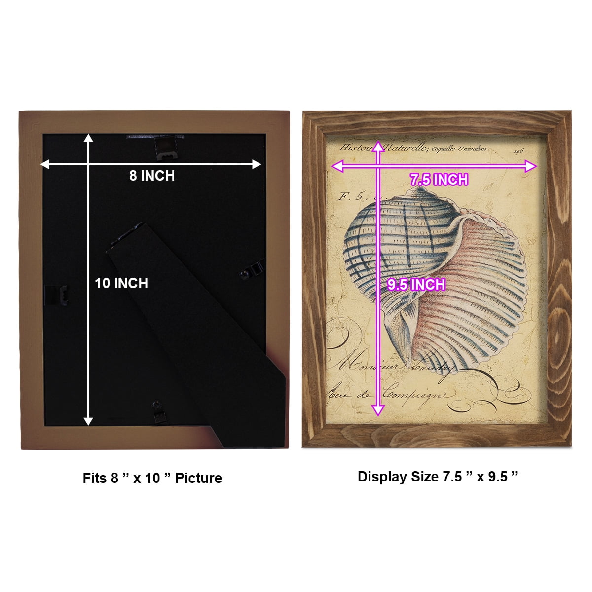 Seashell Ephemera V - Framed Print w/glass - Walnut