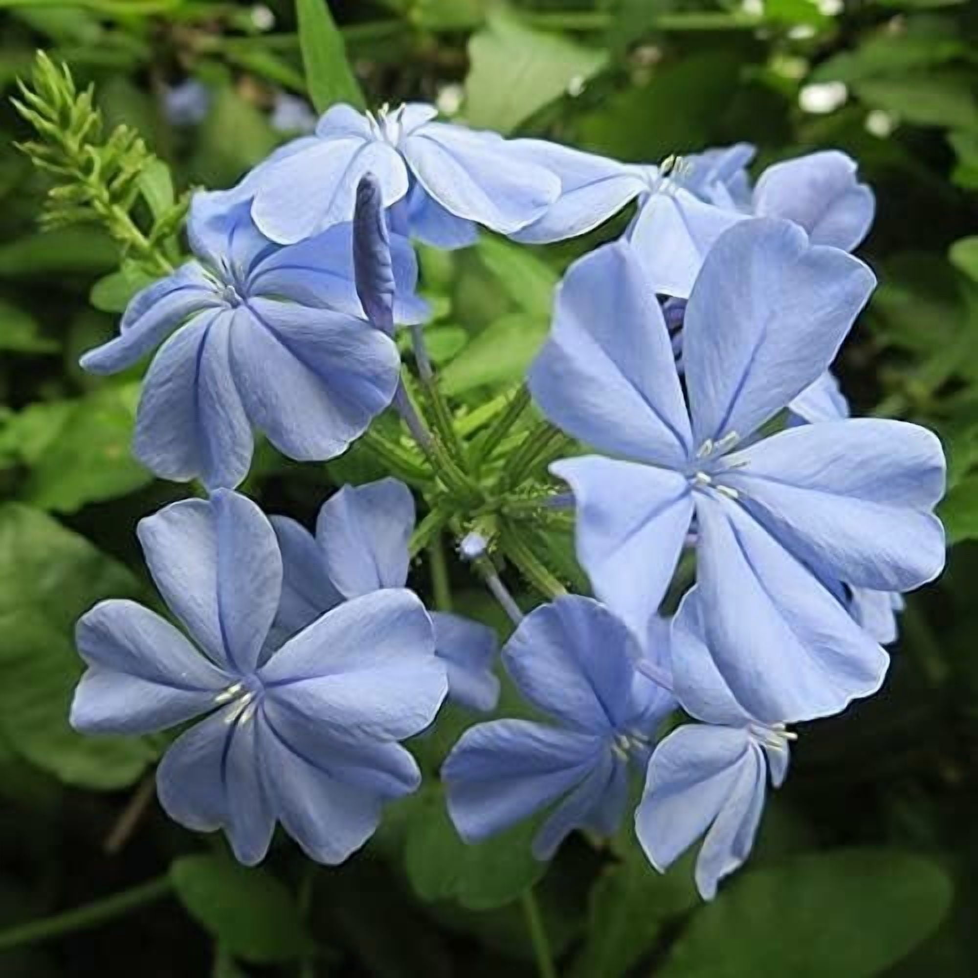 Plumbago Imperial Blue Plants  3 Live Seedlings  Plumbago Auriculata  Perfect for Bright Garden Displays  Hardy & Low Maintenance