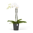 thumbnail image 4 of Ecopots Morinda Durable Modern Round Indoor/Outdoor Recycled Based Composite Orchid Flower Planter, Dark Grey, 5.5", 4 of 4
