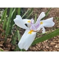 thumbnail image 4 of Expert Gardener African Iris (2.5 Quart) White Blooming Evergreen Perennial - Full Sun Live Outdoor Plant, 4 of 5