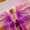 Pink Purple Green, variant on Castle Fairy Pink Golden Butterfly Black Out Curtains for Teens Women Men,Abstract Gradient Curtains Pack Of 2 (42X63 Each),Floral Rose Bedroom Curtains,Breathable Home Decor