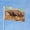Horse, variant on Cool Jurassic Dinosaur Garden Flags for Outside 3x5 Ft Double Sided Large House Flag Prehistoric Dinosaur World Flags Housewarming Gifts for Men Women Dinosaur Lovers House Yard Outdoor Patio Decor