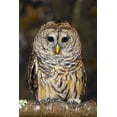 thumbnail image 2 of Jones, Adam 13x18 Gold Ornate Wood Framed with Double Matting Museum Art Print Titled - Barred owl-Kentucky, 2 of 4
