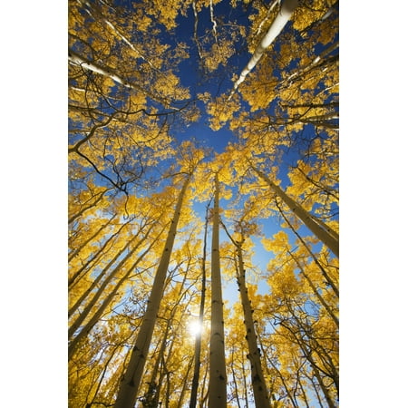 USA Colorado Near Steamboat Springs Yellow Aspen Tree Canopy Buffalo Pass