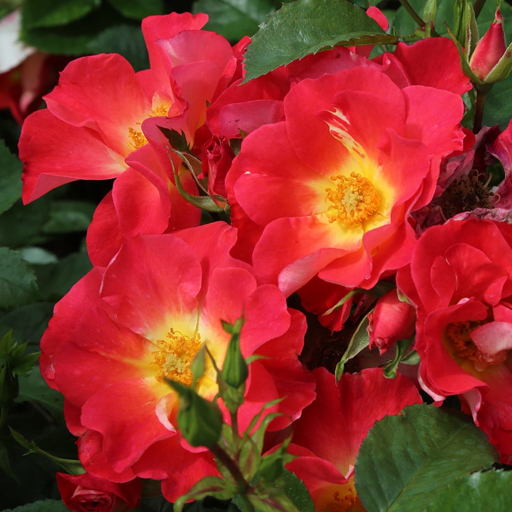 Heirloom Roses Live Plant - Yabba Dabba Doo Shrub Rose Bush - Flowers ...