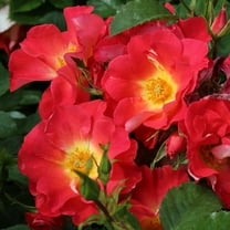 Heirloom Roses Yabba Dabba Doo Live Shrub
