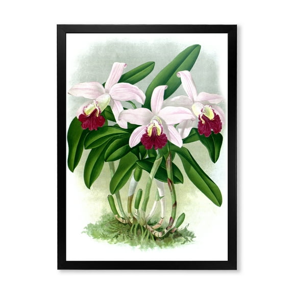 Designart 'White Vintage Orchid Flower I' Traditional Framed Art Print
