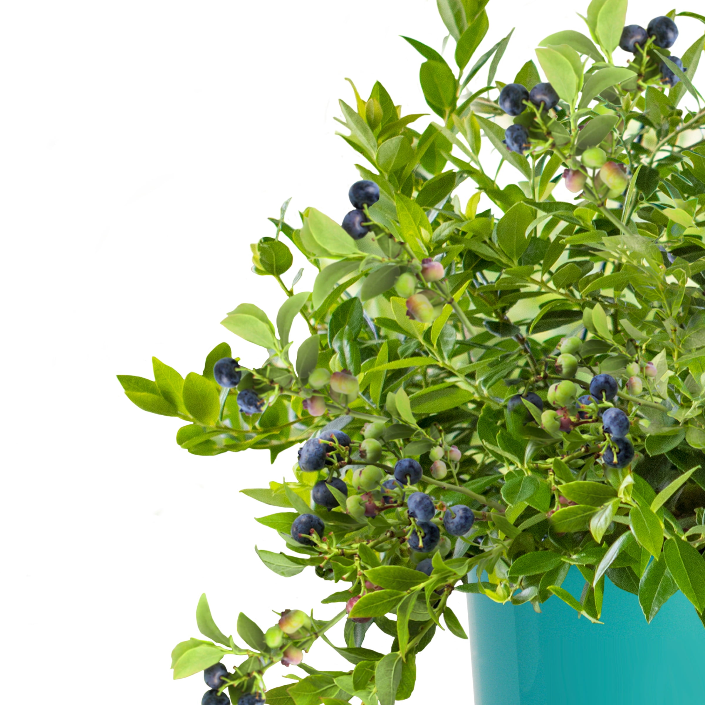 National Plant Network 1 gal. Bushel & Berry Midnight Cascade Blueberry Plant