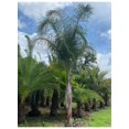 Queen Palm Live Tree