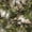 Color 3, variant on Peel and Stick Wallpaper Mossy Green Tan Terrain Vintage Camouflage Wall Mural 23.6in x 9.8ft Self Adhesive Removable Wall Paper Renter Friendly Wallpaper for Farmhouse Bedroom