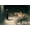 Unframed, variant on Art.com Daniel in the Lions Den, Mezzotint by J. B. Pratt, with Hand Colouring Stretched Canvas Print Wall Art by Briton Rivi?re, 18" x 12"