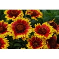 thumbnail image 5 of Gaillardia Blanket Flower, 200 Seeds Beautiful Bright Large Cut Flower, 5 of 5