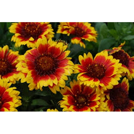 Gaillardia Blanket Flower, 200 Seeds Beautiful Bright Large Cut Flower