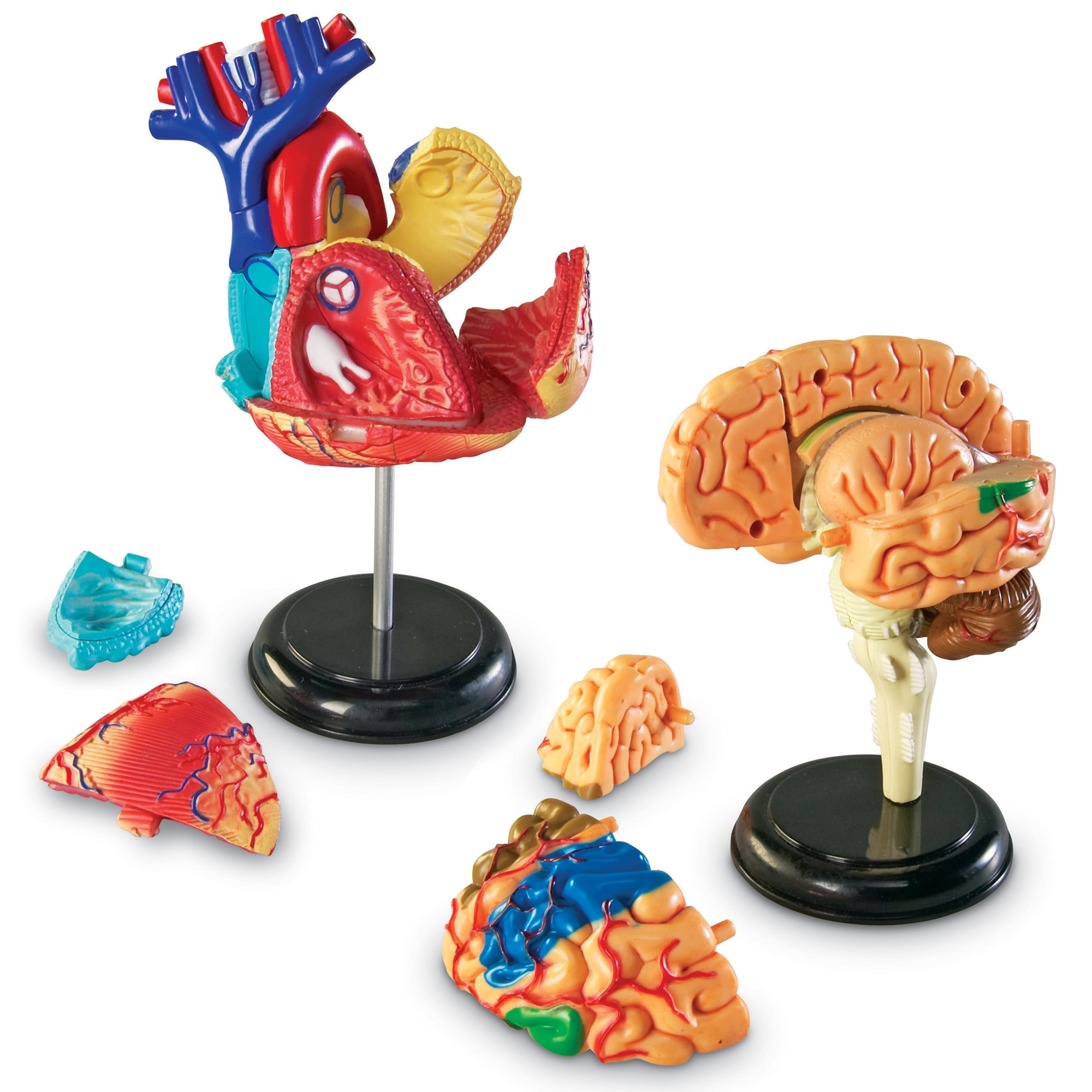 Heart Body Skeleton Brain Learning Resources Anatomy Models Bundle Set Grades 3+ 