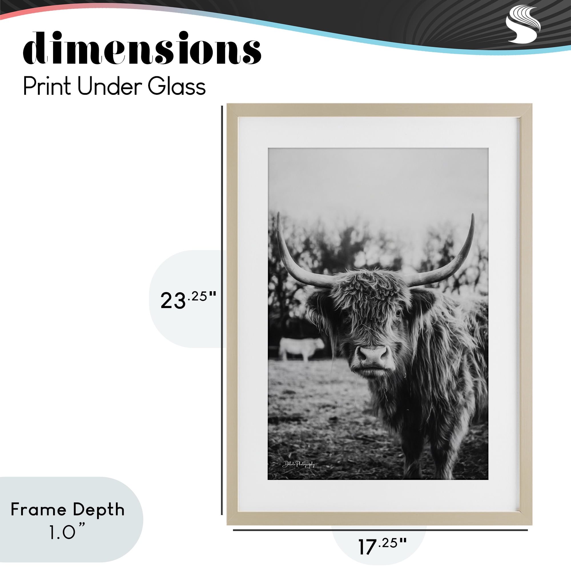 Stupell Industries Peering Highland Cattle Birch Framed Print Under Glass, design by Dakota Diener