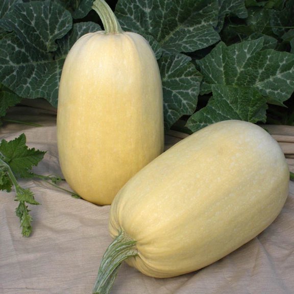 Squash Seeds - Tivoli Untreated Non-GMO Variety Squash Seeds - Non-GMO - 10 Seeds