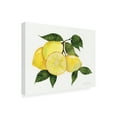 thumbnail image 4 of Trademark Fine Art 'Citrus Garden VI' Canvas Art by Kathleen Parr McKenna, 4 of 4