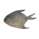 thumbnail image 2 of Adorno de pez mariposa artificial simulado para decoración de acuario, juguete de plástico para peces de natación, 2 of 6