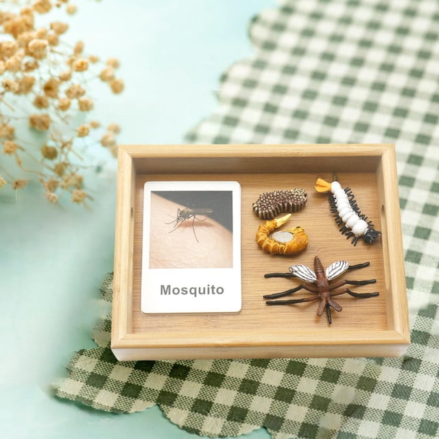 de Animal aprendizaje de imaginación juguetes educativos enseñanza de SIDA edad 3 4 5 CUTICAT juguetes de crecimiento de insectos para niños