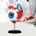 thumbnail image 5 of Eye Model 32Parts DIY Teaching Tool Educational Equipment Anatomical Model, 5 of 6