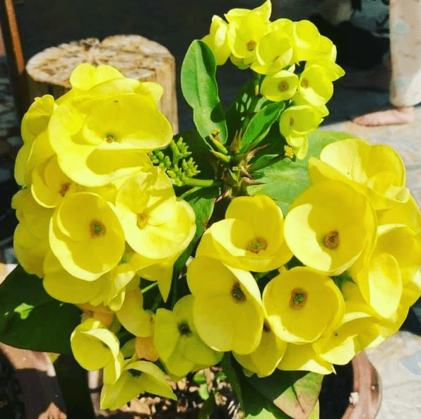 Yellow Crown of Thorns Plant Live for Planting, Yellow Euphorbia Milii Plant Perennial Succulent for Indoor Outdoor in 4 Inch Pot